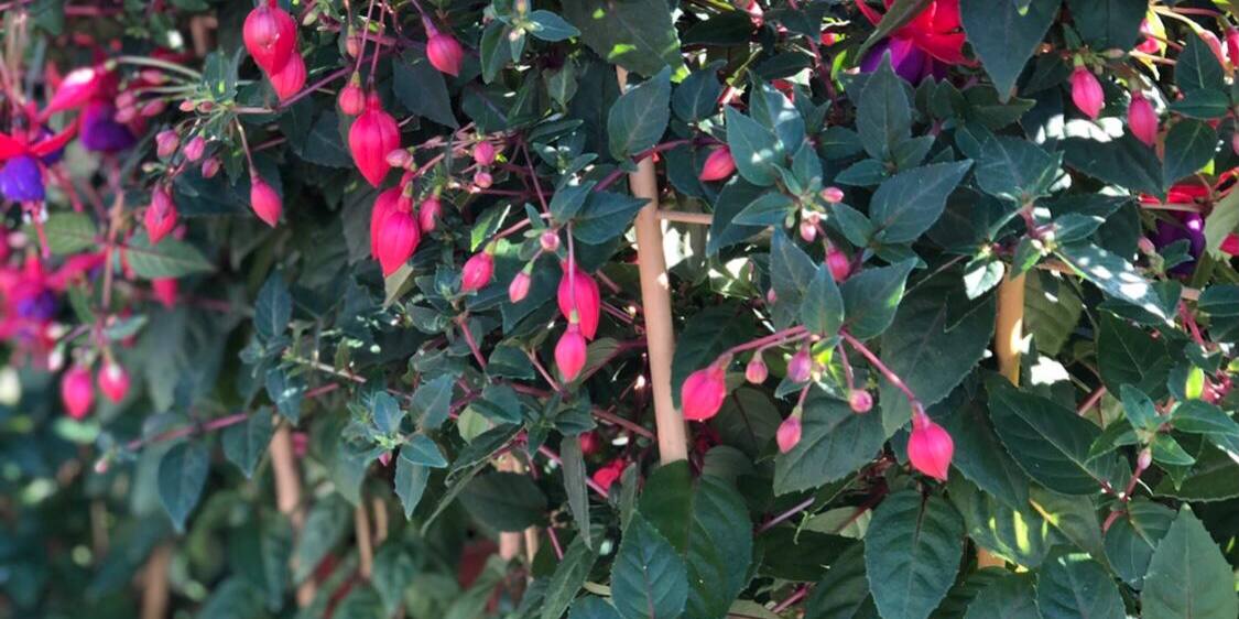 Groot aanbod tuinplanten